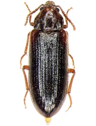 Zilora obscura (Fabricius, 1794)