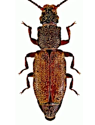 Monotoma bicolor (A. Villa & G. B. Villa, 1835)