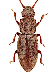 Monotoma quadrifoveolata (Aubé, 1837)