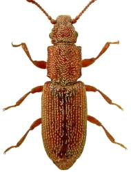 Monotoma testacea (Motschulsky, 1845)