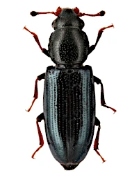 Rhizophagus (Cyanostolus) aeneus (Richter, 1820)