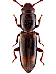 Rhizophagus (Rhizophagus) bipustulatus (Fabricius, 1792)