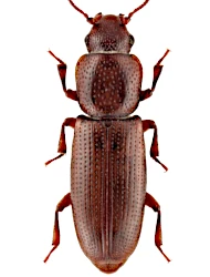 Rhizophagus (Anomophagus) cribratus (Gyllenhal, 1827)