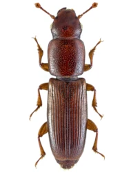 Rhizophagus (Eurhizophagus) depressus (Fabricius, 1792)