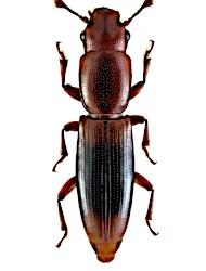Rhizophagus (Rhizophagus) dispar (Paykull, 1800)