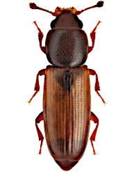 Rhizophagus (Rhizophagus) fenestralis (Linnaeus, 1758)