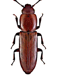 Rhizophagus (Rhizophagus) ferrugineus (Paykull, 1800)