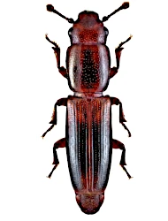 Rhizophagus (Rhizophagus) nitidulus (Fabricius, 1798)