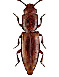 Rhizophagus (Rhizophagus) parallelocollis (Gyllenhal, 1827)
