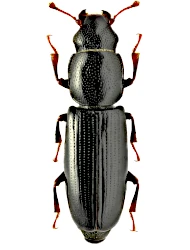 Rhizophagus (Rhizophagus) picipes (A. G. Olivier, 1790)