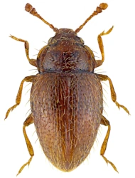 Mycetaea subterranea (Fabricius, 1801), 1.5 - 1.8 mm