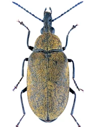 Mycterus (Mycterus) curculioides (Fabricius, 1781)