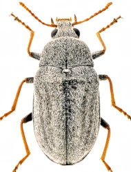 Mycterus (Eutryptes) tibialis (Küster, 1850)