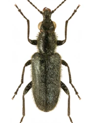 Nemonyx lepturoides (Fabricius, 1801), 5 - 6 mm