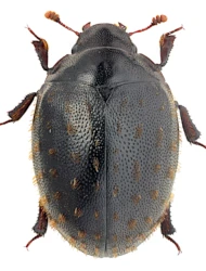 Nosodendron (Nosodendron) fasciculare (A. G. Olivier, 1790)