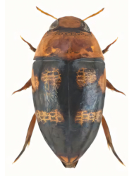 Canthydrus laetabilis (Afrotropical)