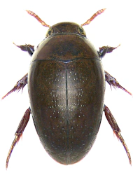 Noterus clavicornis (DeGeer, 1774)