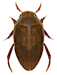 Noterus crassicornis (O.F. Müller, 1776)