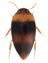 Notomicrus interstinctus (Oriental)