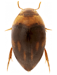 Suphisellus epleri (Neotropical)