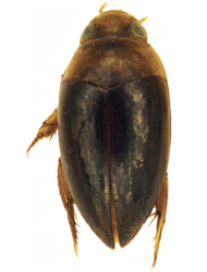 Synchortus imbricatus (Afrotropical)