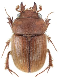 Codocera ferruginea ferruginea (Eschscholtz, 1818)
