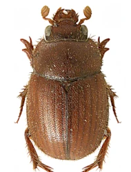 Ochodaeus chrysomeloides (Schrank, 1781)