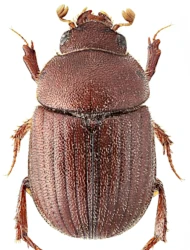 Ochodaeus integriceps (Semenov, 1891)