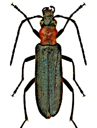 Anogcodes ruficollis (Fabricius, 1781)