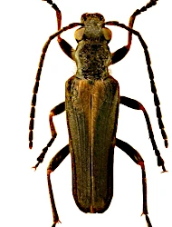 Anogcodes rufiventris (Scopoli, 1763)