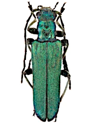 Anogcodes seladonius austriacus (Ganglbauer, 1881)