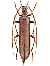Calopus serraticornis (Linnaeus, 1758)