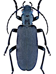 Ditylus laevis laevis (Fabricius, 1787)