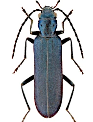 Ischnomera caerulea (Linnaeus, 1758)