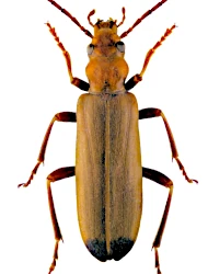 Nacerdes (Nacerdes) melanura (Linnaeus, 1758)