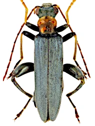 Oedemera (Oedemera) croceicollis (Gyllenhal, 1827)