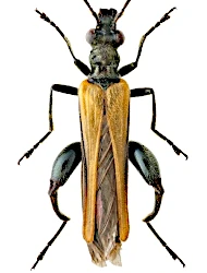 Oedemera (Oedemera) femorata (Scopoli, 1763)