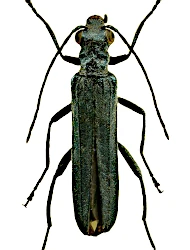 Oedemera (Oedemera) lurida lurida (Marsham, 1802)