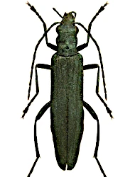 Oedemera (Oedemera) monticola (Švihla, 1978)