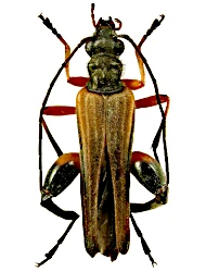 Oedemera (Oedemera) podagrariae podagrariae (Linnaeus, 1767)