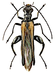 Oedemera (Oedemera) pthysica (Scopoli, 1763)
