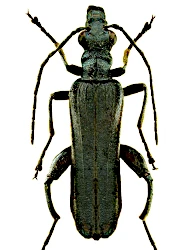 Oedemera (Oedemera) virescens virescens (Linnaeus, 1767)