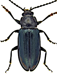 Aulacoscelis candezei (Chapuis, 1874)