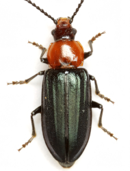Aulacoscelis candezei (Chapuis, 1874)