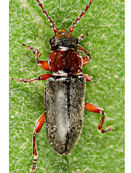 Janbechynea fulvipes