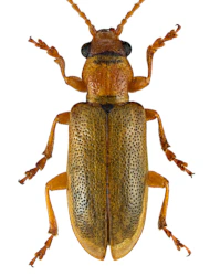 Orsodacne cerasi (Linnaeus, 1758)