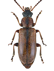 Orsodacne humeralis humeralis (Latreille, 1804)
