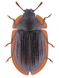 Peltis ferruginea (Linnaeus, 1758), 7 - 10 mm