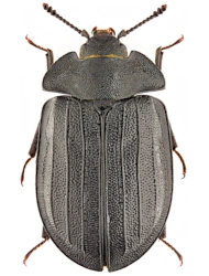 Peltis grossa (Linnaeus, 1758), 11 - 18 mm