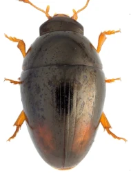 Olibrus bicolor (Fabricius, 1792)